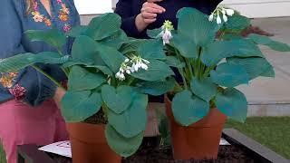 Barbara King 2-Piece Giant Classic Blue Hosta Plants on QVC