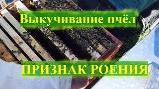 ПРИЗНАК РОЕНИЯ? Выкучивание пчёл