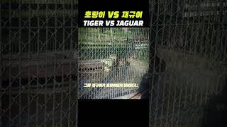 호랑이 VS 재규어 싸움 ㄷㄷ