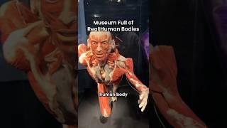 Real human body parts displayed in Body Worlds museum ️