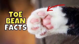 10 Surprising Secrets About Your Cat's Toe Beans (Paw Pads)