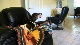 Elvis Bondurant-The Singing Dog-- London Bridge.AVI