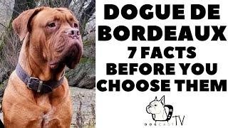 Before you buy a Dog - DOGUE DE BORDEAUX - 7 facts to consider!  DogCastTV!