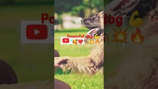 Powerful dog ‍#powerfuldogs #dangerousdogbreeds #ytshorts