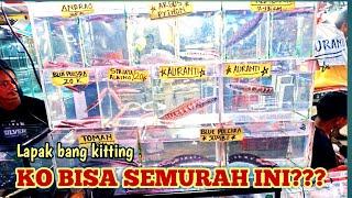 LAPAK IKAN CHANNA INI MURAH // UPDATE HARGA IKAN CHANNA DI PASAR IKAN HIAS JATINEGARA