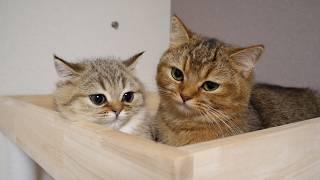 Kitten Choco got caught by cat Charo and couldn't get down from the cat tower.