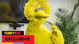 Big Bird Interns At Funny Or Die