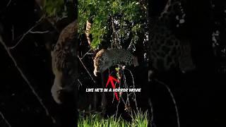 Why JAGUAR Are the FEARED KING of the AMAZON
