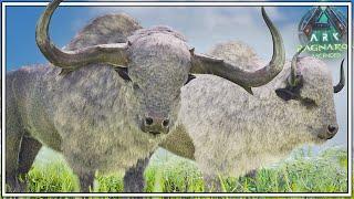 How To Tame The Bison and What Abilities Do They Have ?? | Ark Survival Ascended