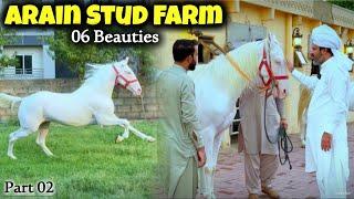 Arain Stud Farm 2024 - beautiful Horses Nukra Beauty - Neza Bazi or Horse riding - part 2