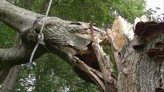 TIME-LAPSE - EPIC TREE REMOVAL! Thunderstorm Takes Out Tree, Immigrant Man Removes It