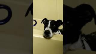 Dog hates bath time! Funny