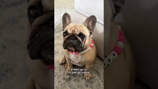 Clean Frenchie routine (how I keep my French Bulldogs fresh) #puppy #dogs #frenchie #doglover #dog