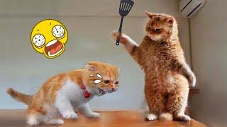 New Funny Animals  Funniest Cats and Dogs Videos  Part 16