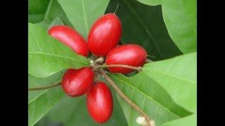 Growing Miracle Fruit in Phoenix, AZ