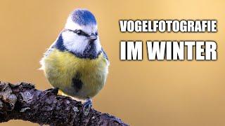 Fotografie an der Vogelfütterung - Tutorial