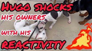 Hugo shocks his owners with reactivity #dog #dogs