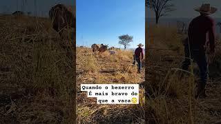 laçando bezerro para fazer a cura do umbigo #fazenda #vaqueiro