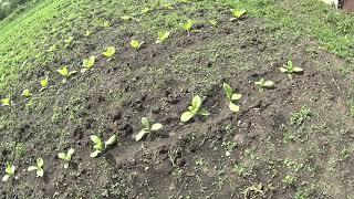 Первое табачное видео в этом сезоне.