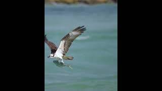 Osprey flying by with Pompano