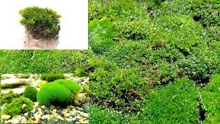 Мох как он оживает и посадка его в аквариум/Moss as it comes to life and landing it in an aquarium