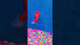 #koi #fishing #fish #alam #aquascapelowtech #fishtank #aquascapegallery #fishaquarium #mollyfish