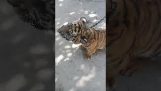 Tiger attack | Behaviour | Under recovery #viral #shorts #tiger