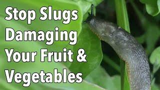 Garden Pests: Stop Slug Damage To Your Fruit & Vegetables