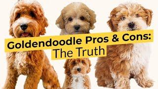 Goldendoodle Pros and Cons  The Truth About This Breed!  2023 