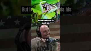 Crazy Praying Mantis vs. Lizard FIGHT - Joe Rogan