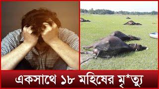 একসাথে ১৮ মহিষের মৃ'ত্যু'তে মালিকের মাথায় হাত | Mytv News