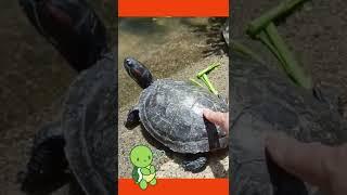 #shorts  #turtlesquad