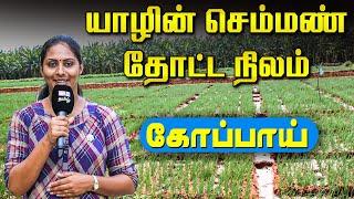 யாழின் தோட்ட நிலம் | கோப்பாய் | Kopay | Vanakam Thainadu