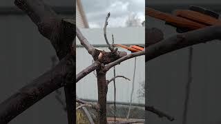 ОБРЕЗКА МОЛОДОЙ ЯБЛОНИ 2 часть #обрезка #яблоня  #сад