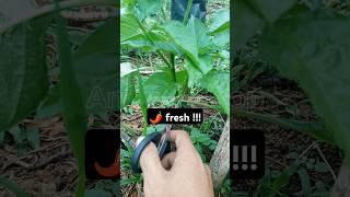 ️ Prune chili plants to make them more productive #chiliplants