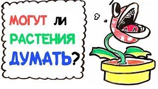 Могут ли растения думать? [AsapSCIENCE]