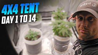 A Complete Guide For New Growers, How Transplant & Top Your Plants, Spiderfarmer SE-7000