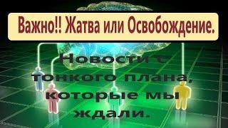 Важно! Освобождение или Жатва?! старые эгрегоры разрушены, человек свободен от привязок.Путь открыт.