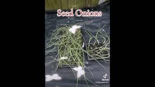Hardening off the seed onions.