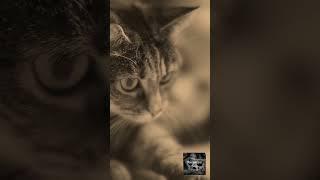 An Appalachian Tale: Cat's Breath #shorts #appalachia