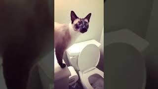 سيامي قط في مرحاض | Chat siamois dans les toilettes #shorts