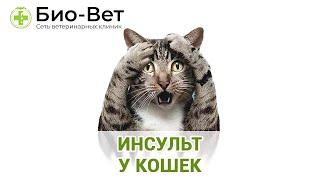 ИНСУЛЬТ У КОШЕК // Сеть Ветклиник БИО-ВЕТ