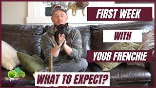 First Week with Your New French Bulldog: What to Expect? [French Bulldog Tips]