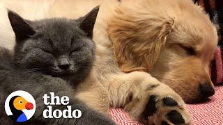 Cat And Dog Have Been Inseparable Since Day One | The Dodo