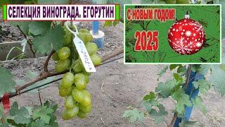  С Новым 2025 годом! Селекция винограда. Егорутин. Виноград из косточки/семечки.