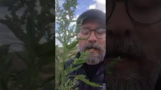 Fat Hen with Dave #foraging #wildfoodforaging #forager