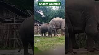 Wild Elephants in village || elephant attack Video| #assamanimals #elephant