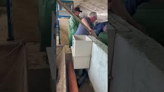 Севрюгу выносим из цеха УЗВ в садки #shortvideo #белугафиш #осетроваяферма #узв #осетр #fish