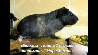 ПЛЮСЫ СОДЕРЖАНИЯ МОРСКИХ СВИНОК #ПРОДАЮСКИННИКУПИТЬСВИНКУ( ПИТОМНИК "МАРИ МИСТИК" )