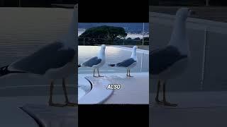 When you suddenly see a seagull washing its butt… #animal #seagulls #funny